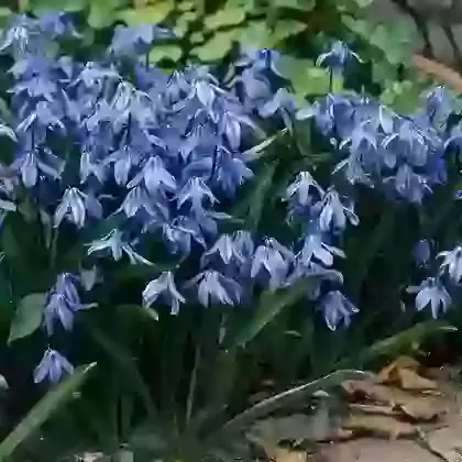 Scilla